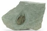 Lower Cambrian Trilobite (Neltneria) - Issafen, Morocco #227784-1